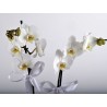 İki Dallı Paketli Beyaz Orkide