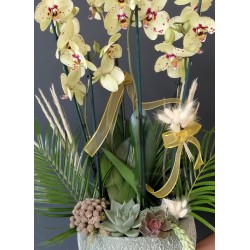 özel renk orkide