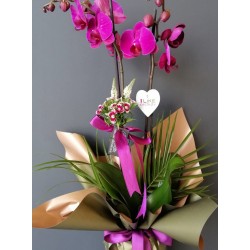 mor orkide