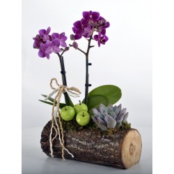 Minyatür Orkide Odun Saksıda