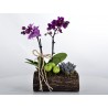 Minyatür Orkide Odun Saksıda