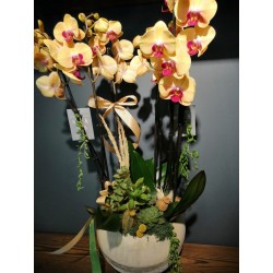 6 Dallı Özel Renk Orkide